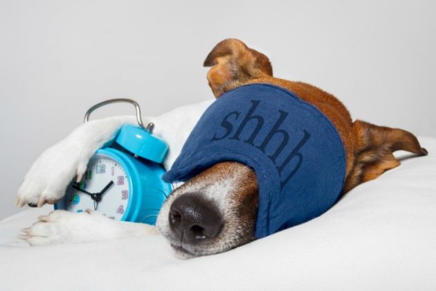trucos para dormir bien perro