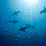 fibra optica tiburones