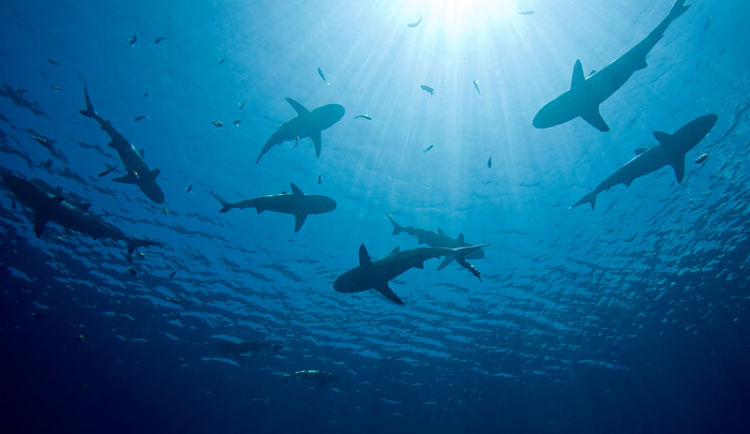 fibra optica tiburones